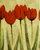 cuadros modernos "Tulipanes rojos II"